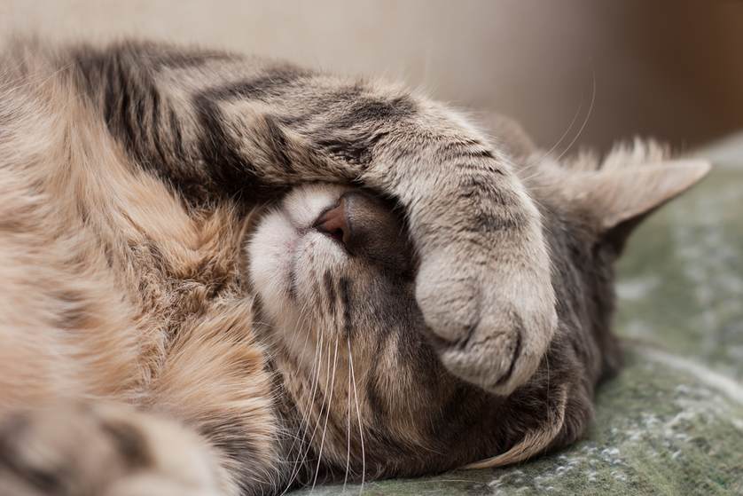 Best Eco-Friendly Cat Scratching Post | Fluffy Kitty