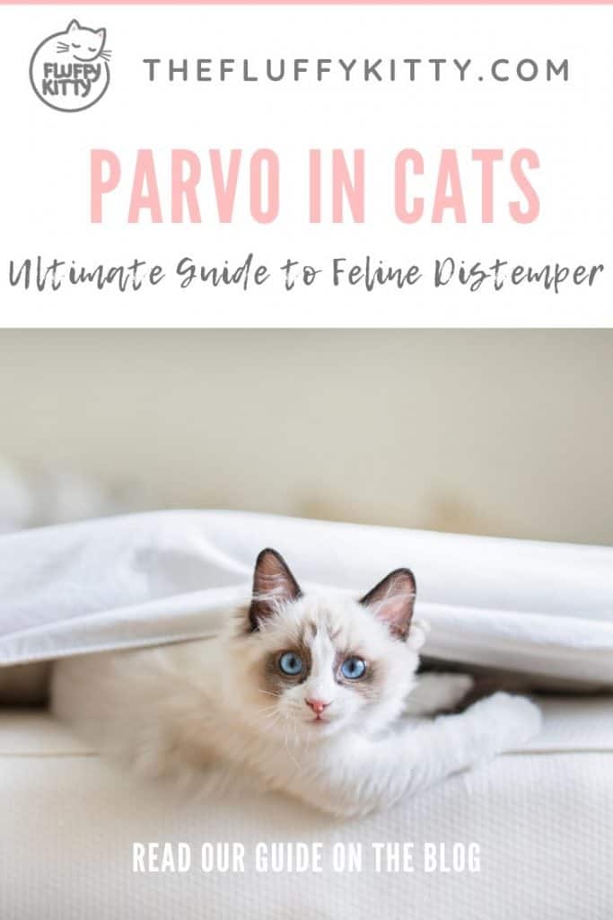 Parvo in Cats (Feline Distemper)