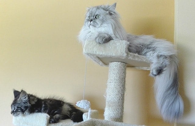How to Stop a Cat from Scratching Furniture | Fluffy Kitty