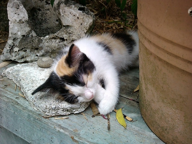 Why Flears Are Bad for Cats?