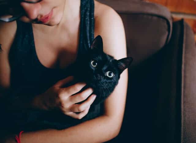 Diabetes in Cats | Guide to Feline Diabetes - Fluffy Kitty Blog