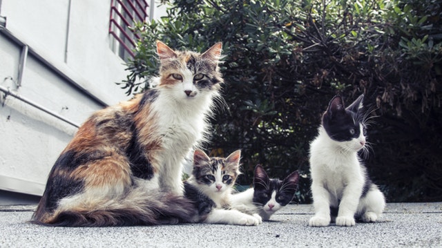 Cat Neutering | Fluffy Kitty