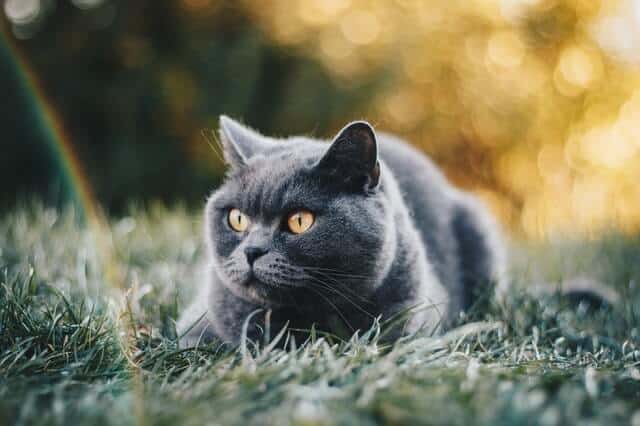 Diabetes in Cats | Guide to Feline Diabetes - Fluffy Kitty Blog