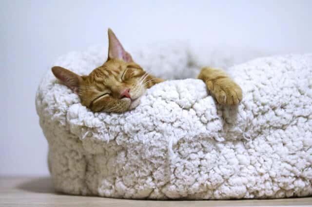 Diabetes in Cats | Guide to Feline Diabetes - Fluffy Kitty Blog