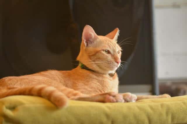 FeLV in Cats : Guide to Feline Leukemia Virus | Fluffy Kitty