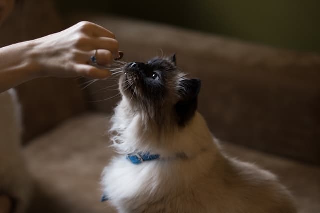 Why is My Cat Always Hungry? | Fluffy Kitty