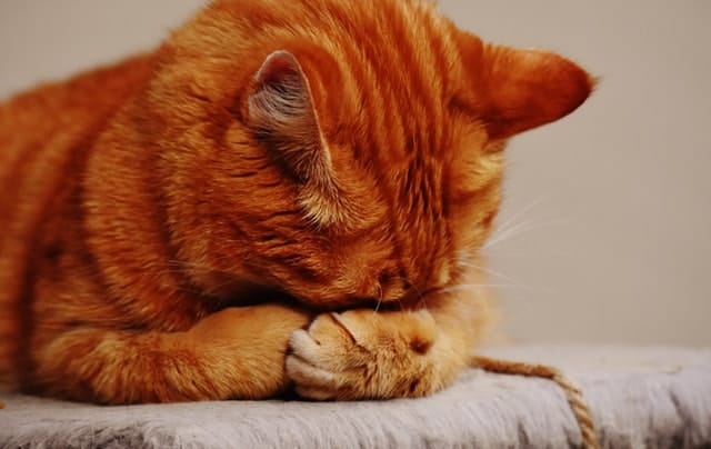How to Tell If a Cat Has a Fever | Fluffy Kitty