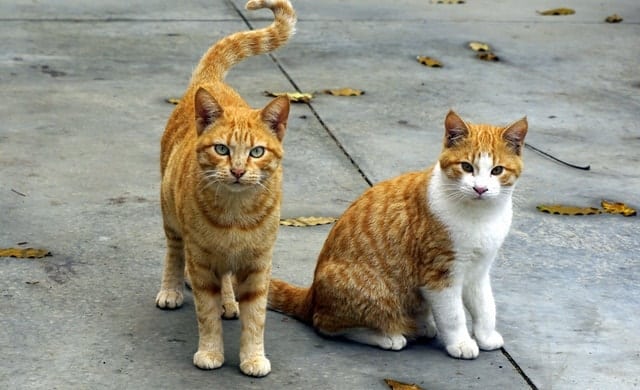 10 Reasons to Keep Your Cat Indoors | Fluffy Kitty