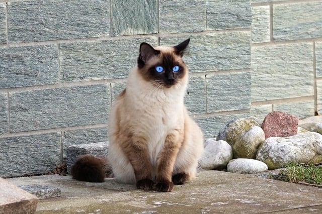 Nature's Miracle Disposable Litter Box Review | Fluffy Kitty