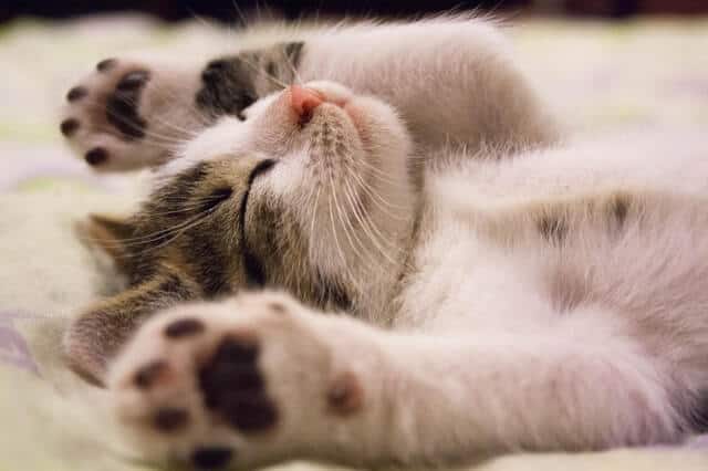 FIV in Cats | Fluffy Kitty