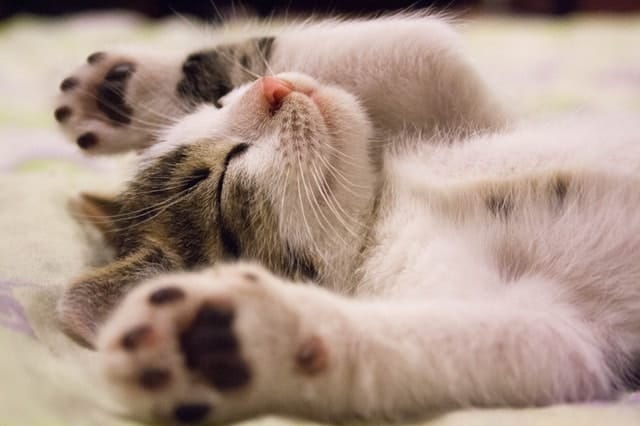 Best Vacuum Cleaner for Cat Hair | Fluffy Kitty