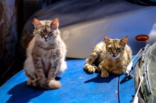 Should I Sedate My Cat for Travel? | Fluffy Kitty