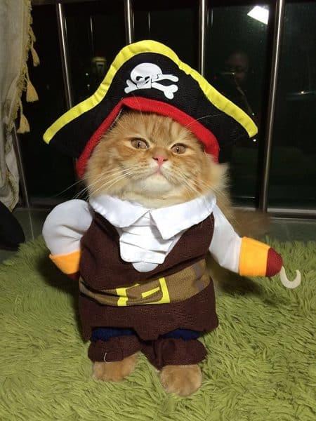 pirate-cat best halloween costumes for cats