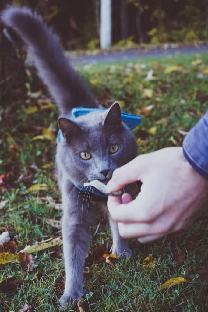 PureVita's Freeze-Dried Cat Treats | Review by Fluffy Kitty www.thefluffykitty.com #cattreats #fluffykitty