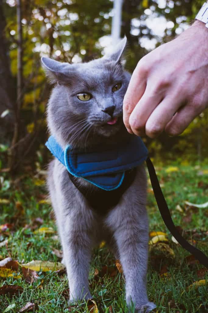 PureVita's Freeze-Dried Cat Treats | Review by Fluffy Kitty www.thefluffykitty.com #cattreats #fluffykitty