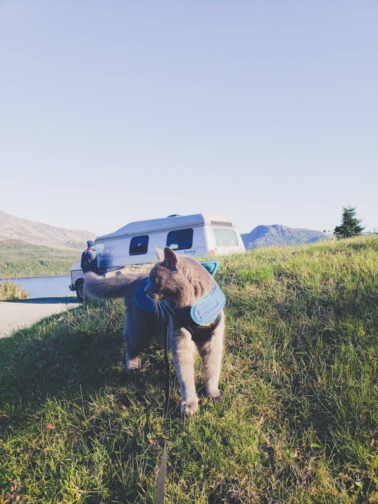 Van Life with Cats: Ultimate guide on how to manage living and traveling full-time with a cat in a camper van. www.thefluffykitty.com @fluffyyoda The Fluffy Kitty #vancat #vanlife #vancatmeow #vanlifewithcats