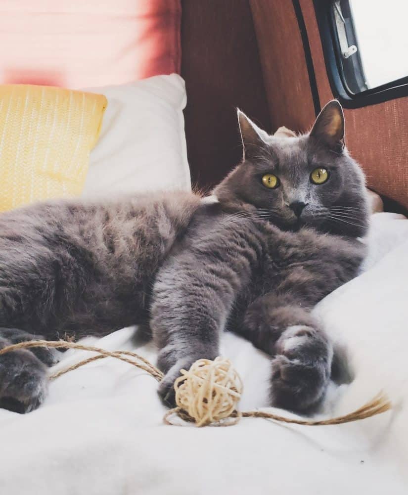 Van Life with Cats: Ultimate guide on how to manage living and traveling full-time with a cat in a camper van. www.thefluffykitty.com @fluffyyoda The Fluffy Kitty #vancat #vanlife #vancatmeow #vanlifewithcats
