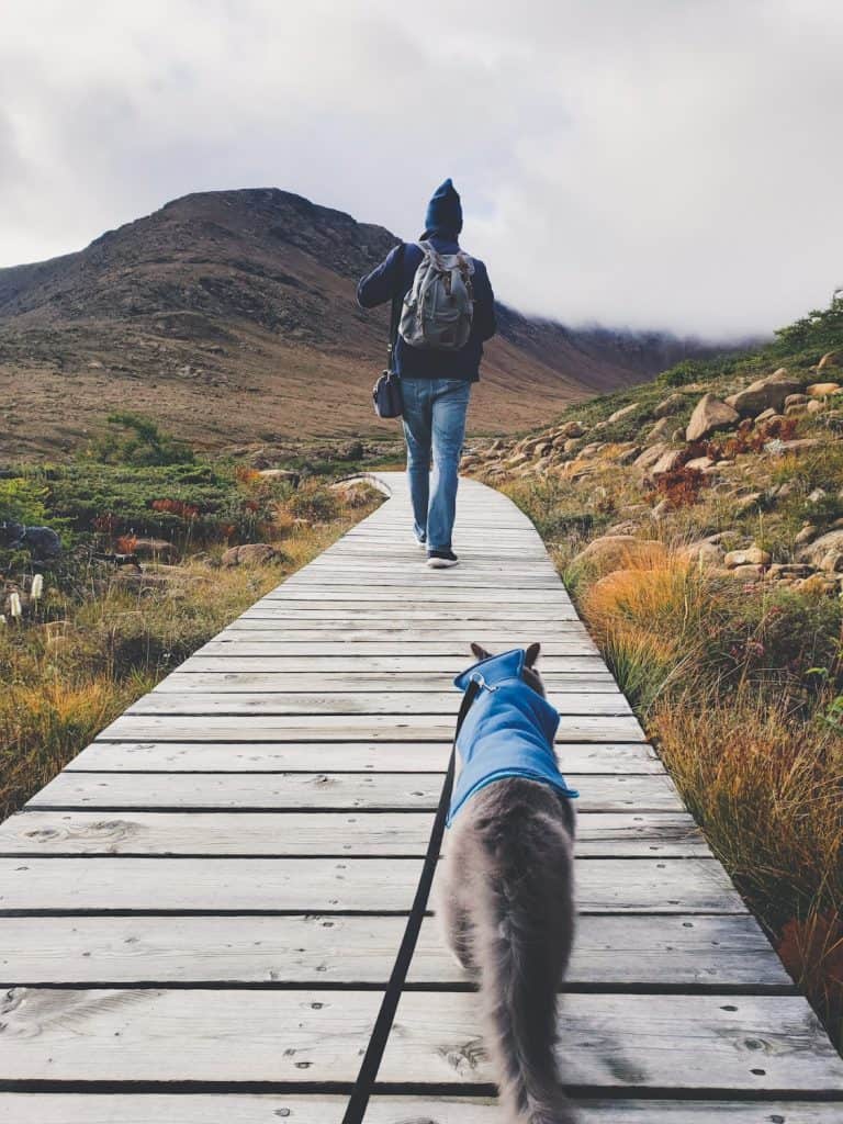 Van Life with Cats: Ultimate guide on how to manage living and traveling full-time with a cat in a camper van. www.thefluffykitty.com @fluffyyoda The Fluffy Kitty #vancat #vanlife #vancatmeow #vanlifewithcats