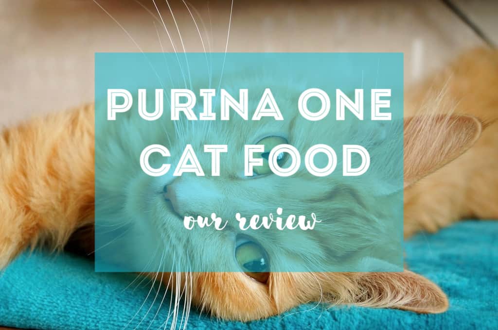 Purina One Cat Food Review | Fluffy Kitty