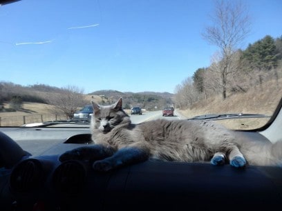10 Steps Safe Travel with Cats in Cars | Fluffy Kitty