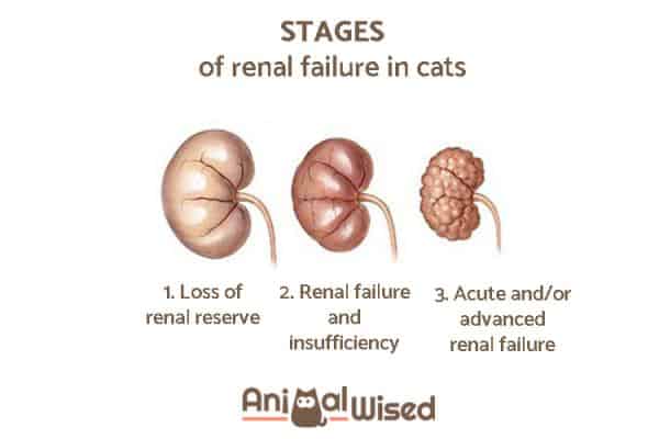 CKD in Cats | Fluffy Kitty | photo credit: Animalwise.com