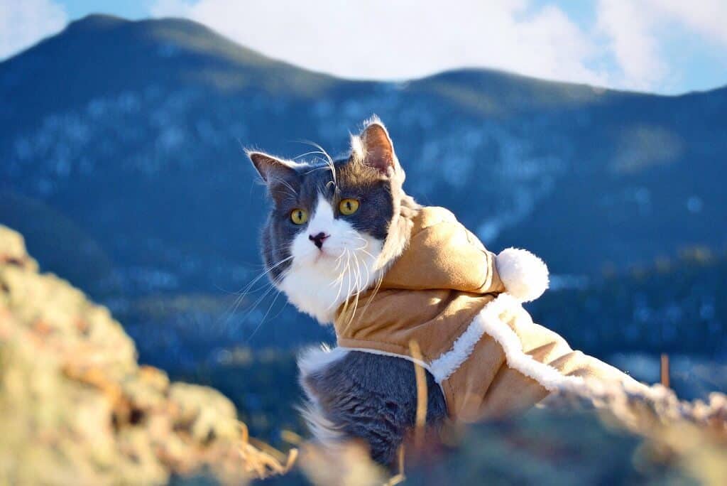 Rio & Bruce The Camping Duo | Cat Stories | The Fluffy Kitty Blog