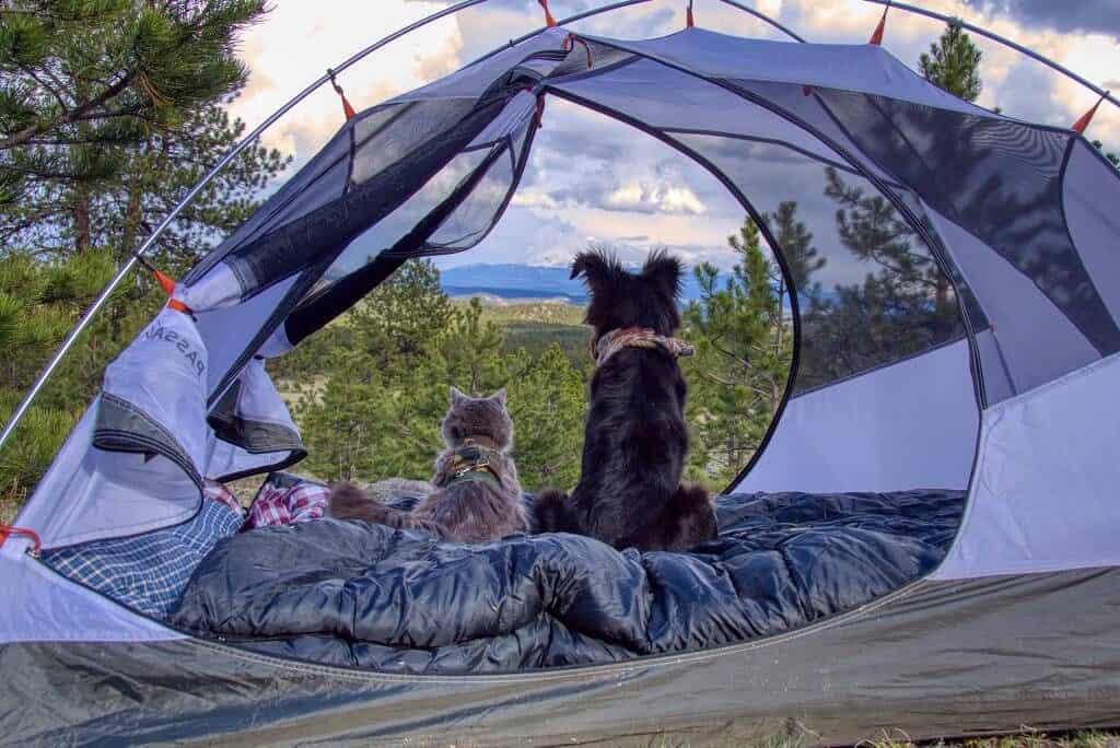 Rio & Bruce The Camping Duo | Cat Stories | The Fluffy Kitty Blog