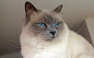sacred-birman best cat breed for me