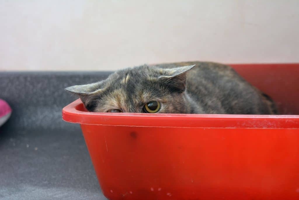 scared stressed cat hiding in red litter box