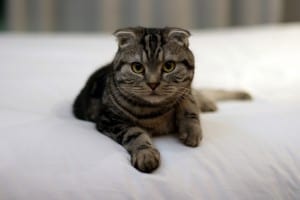 scottish fold