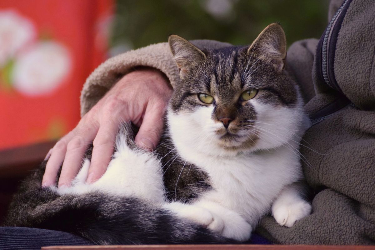 old cat sitting on senior's lap