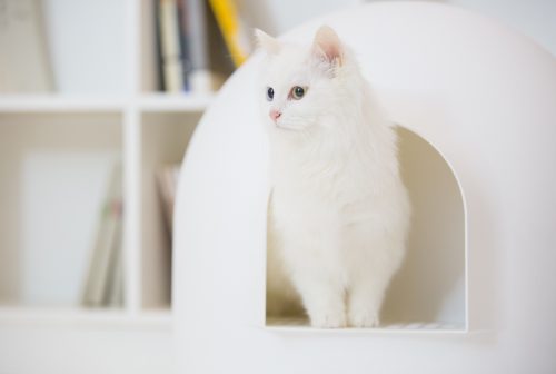 igloo liter box