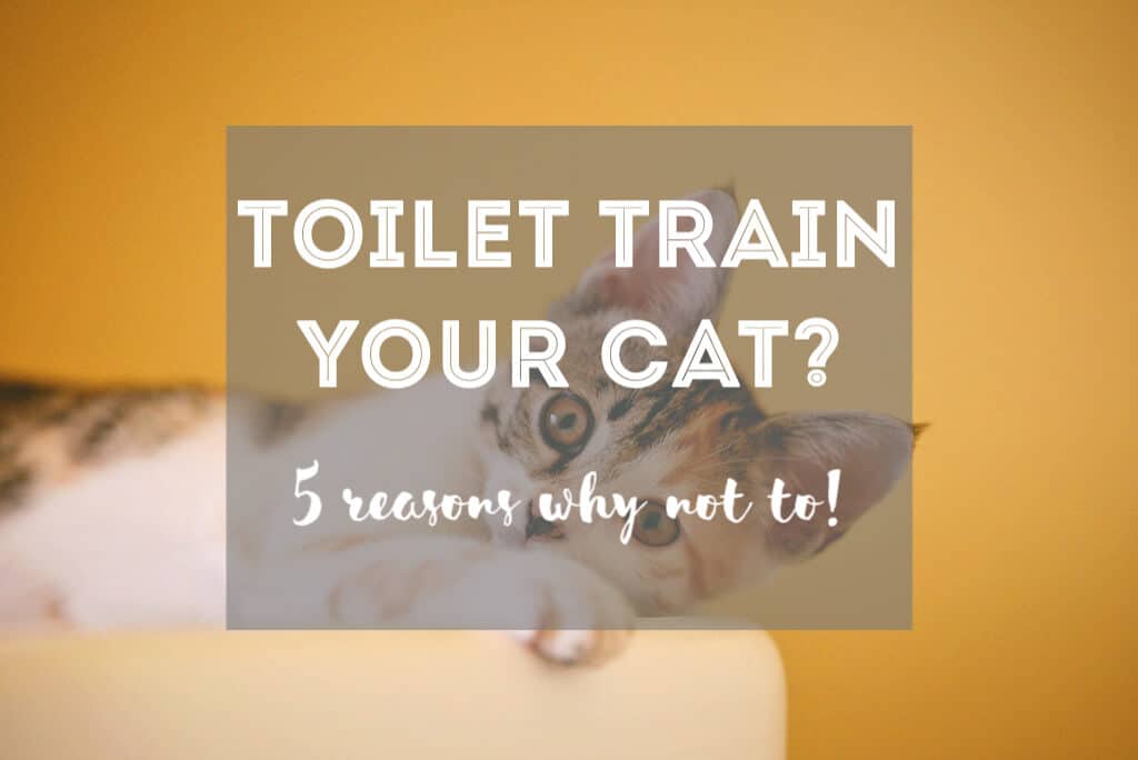5 Reasons Why You Shouldn't Toilet Train Your Cat | Fluffy Kitty thefluffykitty.com