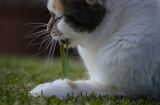 Best Cat Food For Cats Who Throw Up