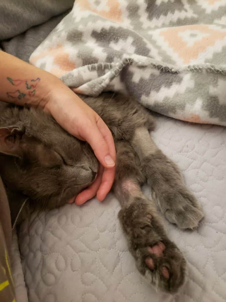 snuggling with cat
