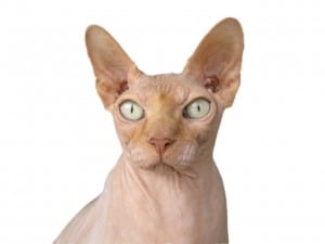 10 best cats for cuddling