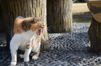 can 2 cats share a litter box
