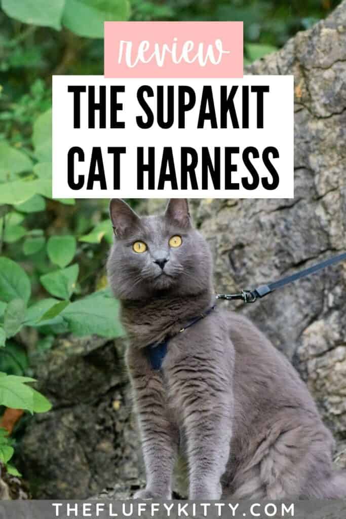 gray cat wearing cat harness with text overlay