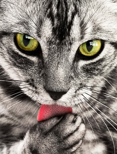 why do cats pull out their hair/Fluffy Kitty