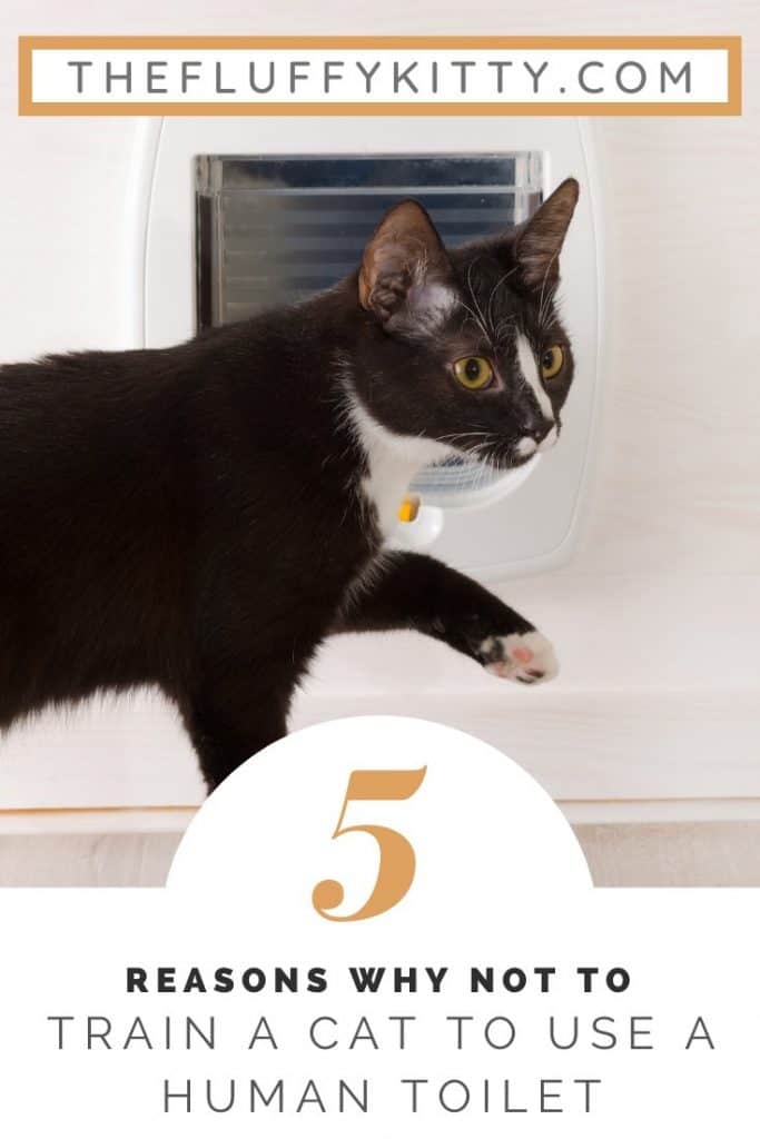 5 reasons why NOY to toilet train cats. #cats #bathroom #cat #cattips Fluffy Kitty Blog | www.thefluffykitty.com