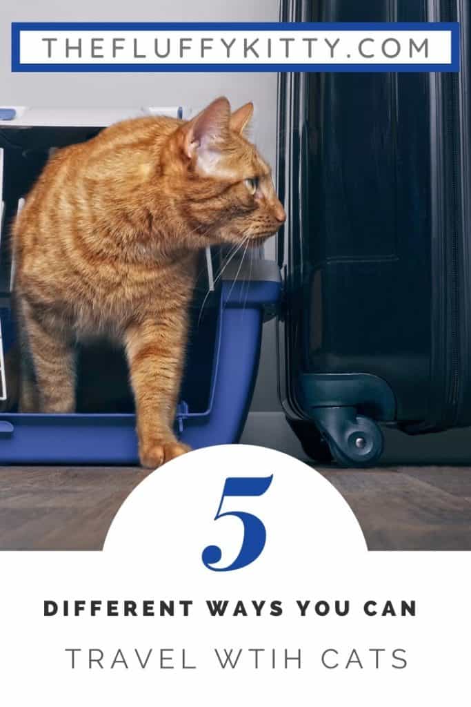 Traveling with Cats: 5 Ways to Travel with Your Cat