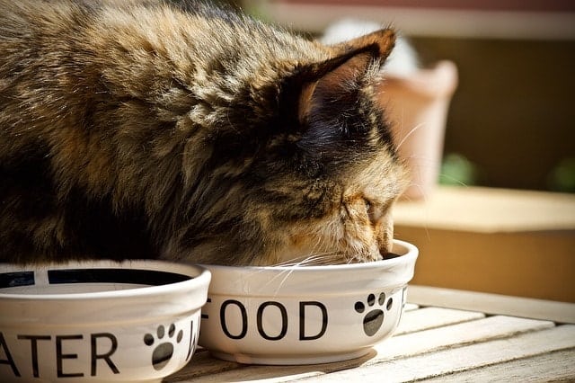 What Can A Hyperthyroidic Cat Eat | Fluffy Kitty 4