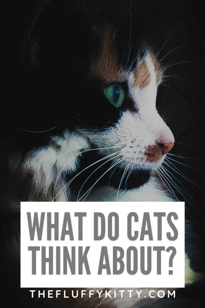 portrait of cat with text overly 'what do cats think about'