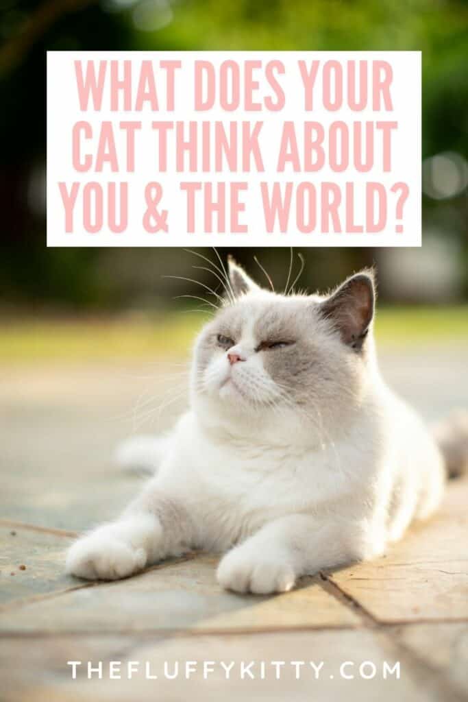 what does your cat think about you and the world text overlay with white gray fluffy cat