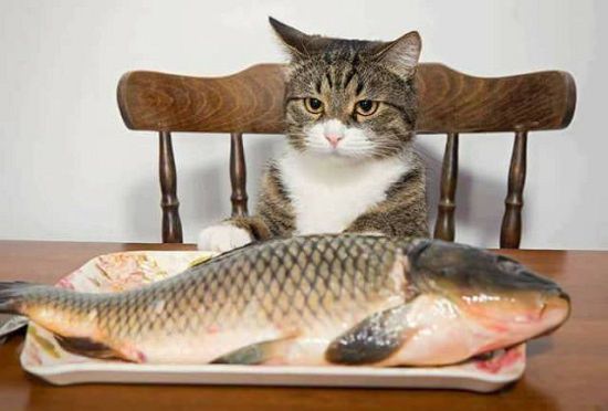 cat in chair looking at fish on plate