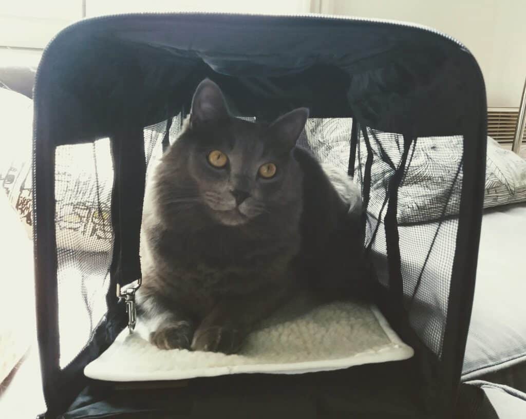 Moving Overseas with Cats | Fluffy Kitty