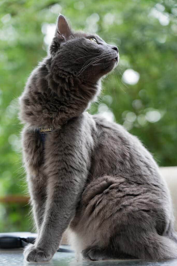 gray cat outside wearing harness