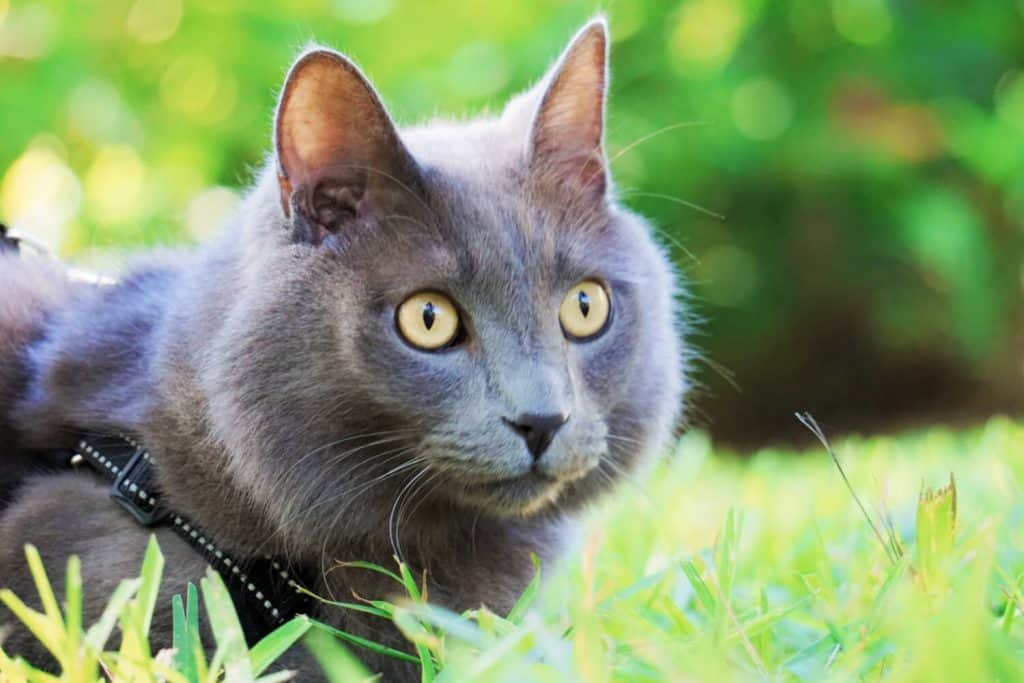 Our Journey Becoming Sustainable Cat Owners // Fluffy Kitty Blog thefluffykitty.com