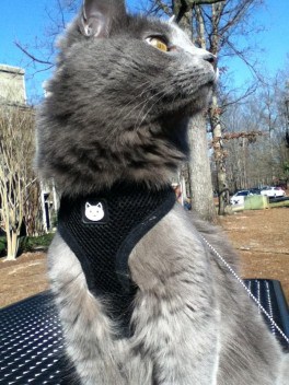 Yoda | Fluffy Kitty