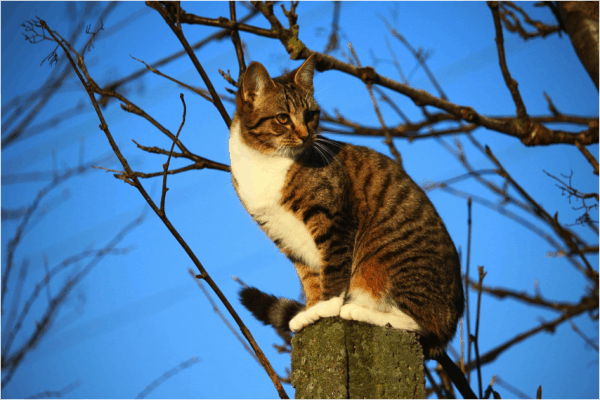 are cat trees worth it perch